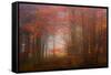 Autumn Mood-Philippe Sainte-Laudy-Framed Stretched Canvas