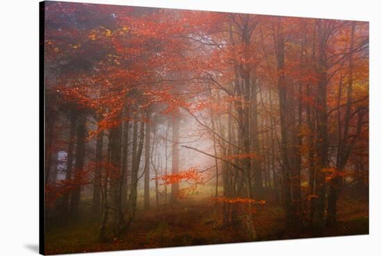Autumn Mood-Philippe Sainte-Laudy-Stretched Canvas