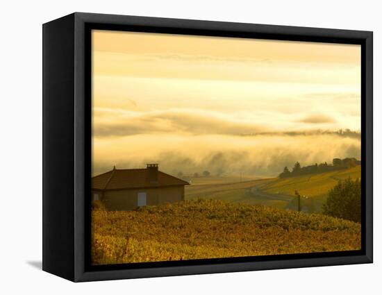 Autumn Morning Fog in Pouilly-Fuisse Vineyards, France-Lisa S. Engelbrecht-Framed Stretched Canvas