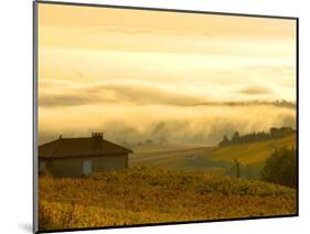 Autumn Morning Fog in Pouilly-Fuisse Vineyards, France-Lisa S. Engelbrecht-Mounted Photographic Print