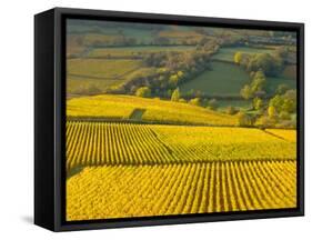 Autumn Morning in Pouilly-Fuisse Vineyards, France-Lisa S. Engelbrecht-Framed Stretched Canvas