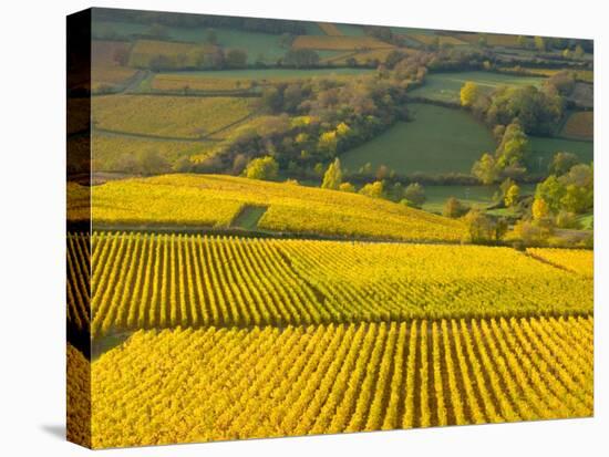 Autumn Morning in Pouilly-Fuisse Vineyards, France-Lisa S. Engelbrecht-Stretched Canvas