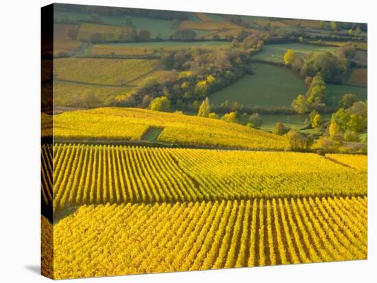 Autumn Morning in Pouilly-Fuisse Vineyards, France-Lisa S. Engelbrecht-Stretched Canvas