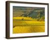 Autumn Morning in Pouilly-Fuisse Vineyards, France-Lisa S. Engelbrecht-Framed Premium Photographic Print