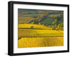 Autumn Morning in Pouilly-Fuisse Vineyards, France-Lisa S. Engelbrecht-Framed Premium Photographic Print