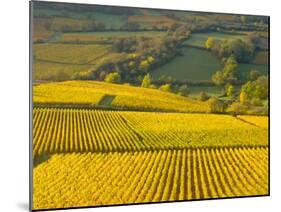 Autumn Morning in Pouilly-Fuisse Vineyards, France-Lisa S. Engelbrecht-Mounted Premium Photographic Print