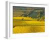 Autumn Morning in Pouilly-Fuisse Vineyards, France-Lisa S. Engelbrecht-Framed Photographic Print