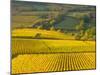 Autumn Morning in Pouilly-Fuisse Vineyards, France-Lisa S. Engelbrecht-Mounted Photographic Print