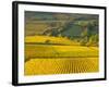 Autumn Morning in Pouilly-Fuisse Vineyards, France-Lisa S. Engelbrecht-Framed Photographic Print