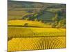 Autumn Morning in Pouilly-Fuisse Vineyards, France-Lisa S. Engelbrecht-Mounted Photographic Print