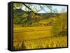 Autumn Morning in Pouilly-Fuisse Vineyards, France-Lisa S. Engelbrecht-Framed Stretched Canvas