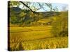 Autumn Morning in Pouilly-Fuisse Vineyards, France-Lisa S. Engelbrecht-Stretched Canvas