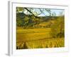 Autumn Morning in Pouilly-Fuisse Vineyards, France-Lisa S. Engelbrecht-Framed Photographic Print