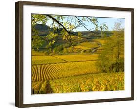 Autumn Morning in Pouilly-Fuisse Vineyards, France-Lisa S. Engelbrecht-Framed Photographic Print