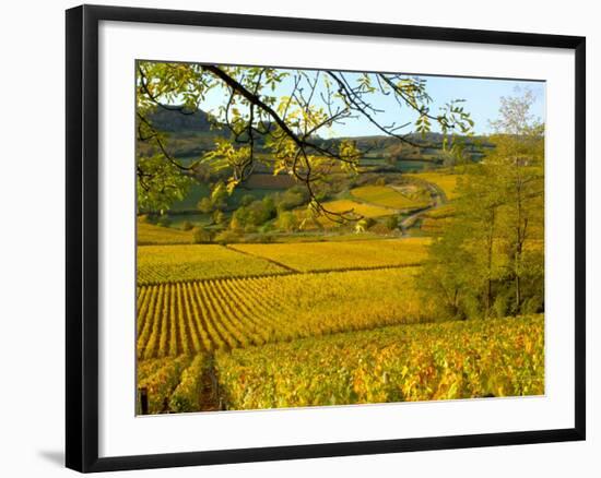 Autumn Morning in Pouilly-Fuisse Vineyards, France-Lisa S. Engelbrecht-Framed Photographic Print