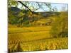 Autumn Morning in Pouilly-Fuisse Vineyards, France-Lisa S. Engelbrecht-Mounted Photographic Print