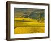 Autumn Morning in Pouilly-Fuisse Vineyards, France-Lisa S. Engelbrecht-Framed Photographic Print