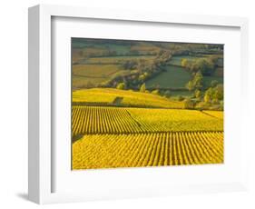 Autumn Morning in Pouilly-Fuisse Vineyards, France-Lisa S. Engelbrecht-Framed Photographic Print