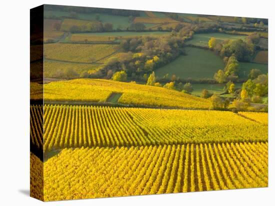 Autumn Morning in Pouilly-Fuisse Vineyards, France-Lisa S. Engelbrecht-Stretched Canvas