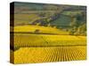 Autumn Morning in Pouilly-Fuisse Vineyards, France-Lisa S. Engelbrecht-Stretched Canvas