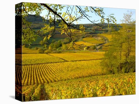 Autumn Morning in Pouilly-Fuisse Vineyards, France-Lisa S. Engelbrecht-Stretched Canvas