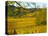 Autumn Morning in Pouilly-Fuisse Vineyards, France-Lisa S. Engelbrecht-Stretched Canvas