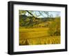 Autumn Morning in Pouilly-Fuisse Vineyards, France-Lisa S. Engelbrecht-Framed Photographic Print