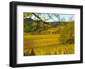 Autumn Morning in Pouilly-Fuisse Vineyards, France-Lisa S. Engelbrecht-Framed Photographic Print