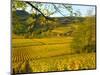 Autumn Morning in Pouilly-Fuisse Vineyards, France-Lisa S. Engelbrecht-Mounted Photographic Print