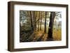 Autumn Morning, Trees at the Field Edge-Harald Lange-Framed Photographic Print