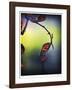 Autumn Morning-Michelle Wermuth-Framed Giclee Print