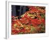 Autumn, Mt Baker Snoqualmie National Forest, Snoqualmie Pass, Washington, USA-Stuart Westmorland-Framed Photographic Print