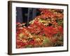 Autumn, Mt Baker Snoqualmie National Forest, Snoqualmie Pass, Washington, USA-Stuart Westmorland-Framed Photographic Print