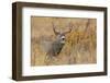 Autumn mule deer buck-Ken Archer-Framed Photographic Print