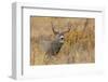 Autumn mule deer buck-Ken Archer-Framed Photographic Print