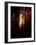 Autumn Night-Julie Fain-Framed Art Print