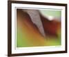 Autumn No 8-Eva Mueller-Framed Giclee Print