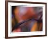 Autumn No 8-Eva Mueller-Framed Giclee Print