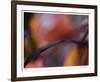 Autumn No 8-Eva Mueller-Framed Giclee Print