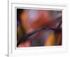 Autumn No 8-Eva Mueller-Framed Giclee Print