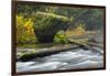 Autumn, North Falls Silver Creek, Silver Falls State Park, Oregon, Usa-Michel Hersen-Framed Photographic Print