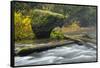 Autumn, North Falls Silver Creek, Silver Falls State Park, Oregon, Usa-Michel Hersen-Framed Stretched Canvas