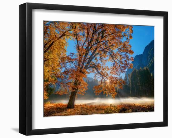 Autumn Oak Sunrise & Fog-John Gavrilis-Framed Photographic Print