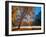 Autumn Oak Sunrise & Fog-John Gavrilis-Framed Photographic Print