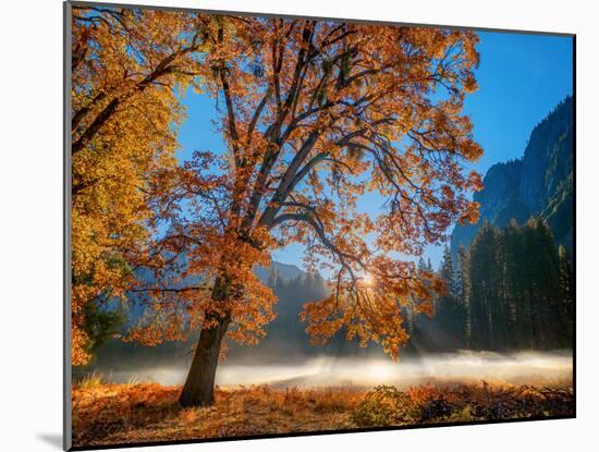 Autumn Oak Sunrise & Fog-John Gavrilis-Mounted Photographic Print