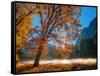 Autumn Oak Sunrise & Fog-John Gavrilis-Framed Stretched Canvas