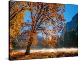 Autumn Oak Sunrise & Fog-John Gavrilis-Stretched Canvas