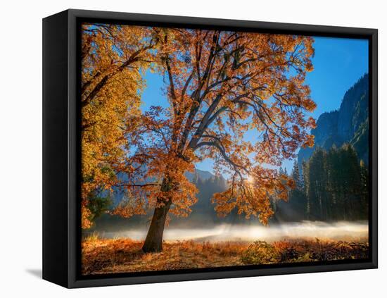 Autumn Oak Sunrise & Fog-John Gavrilis-Framed Stretched Canvas