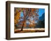 Autumn Oak Sunrise & Fog-John Gavrilis-Framed Photographic Print