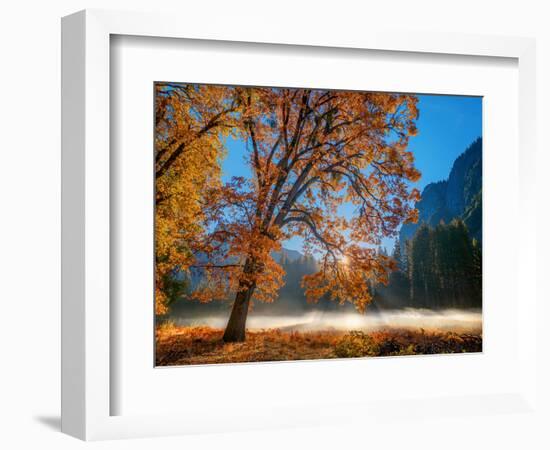 Autumn Oak Sunrise & Fog-John Gavrilis-Framed Photographic Print